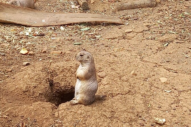 Albufeira Safari w/ Krazy World Visit, Bones & Animals - Why this Albufeira safari feels different