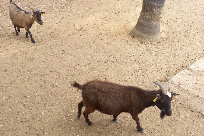Albufeira Safari w/ Krazy World Visit, Bones & Animals - Krazy World: the main two-hour stop