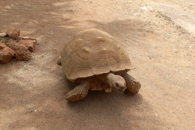 Albufeira Safari w/ Krazy World Visit, Bones & Animals - What the guide adds to the day
