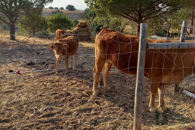 Albufeira Safari w/ Krazy World Visit, Bones & Animals - Is $65.90 good value?