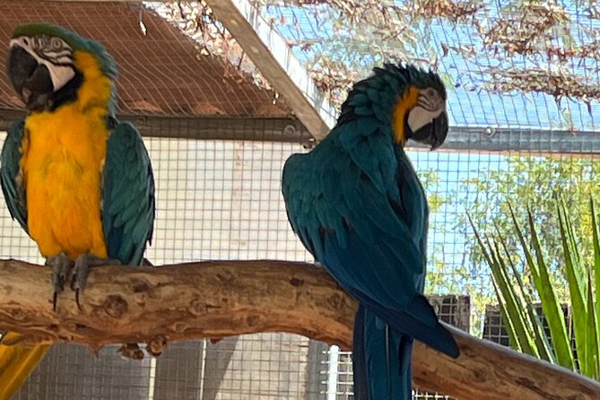 Albufeira Safari w/ Krazy World Visit, Bones & Animals - Timing, pickup, and practical planning