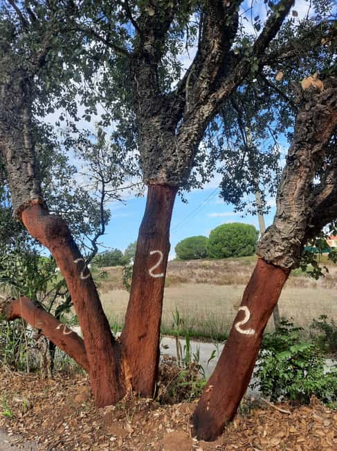 Algarve: 4x4 Safari Tour - from Coastal Wonders to Rural Treasures - What the guides add to the experience