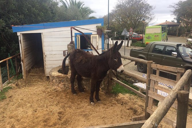 Algarve Jeep Safari - Day Trip - Animal farms, forest tracks, and the highest viewpoint