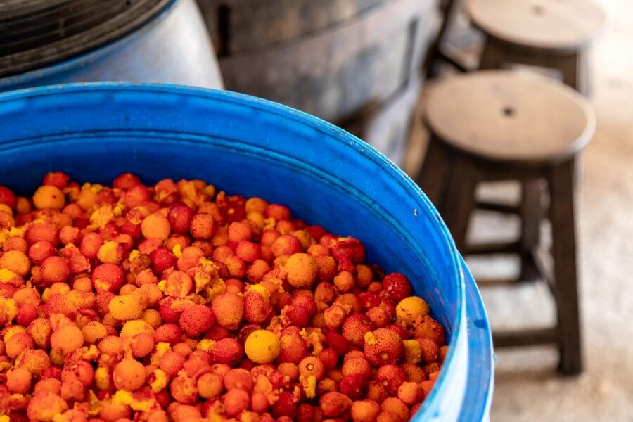Algarve: Jeep Safari with Distillery Visit & Lunch - Is the $84 price good value?