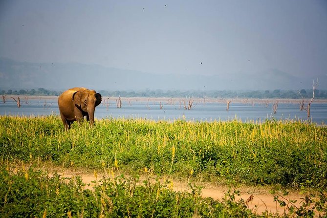 All Inclusive Private Safari in Minneriya National Park - Comfort, timing, and the one notable drawback
