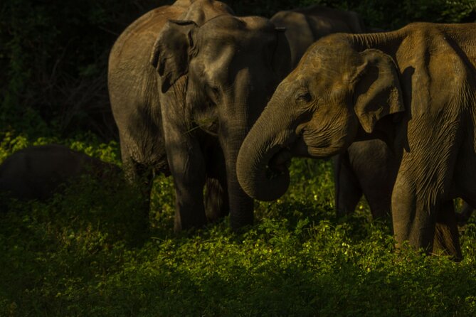 All Inclusive Private Safari in Minneriya National Park - The 2:00 p.m. pickup from nearby towns