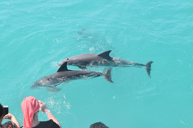 All-Inclusive Sandbar Safari with Dolphin Playground Encounter - Watching dolphins in the Florida Keys National Marine Sanctuary