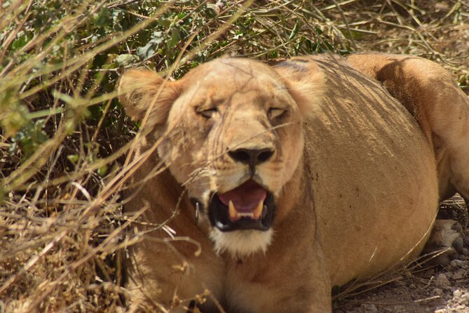 Amazing 4 Days Tanzania Budget Camping Group Joining Safari - Day 3: A full Serengeti game drive