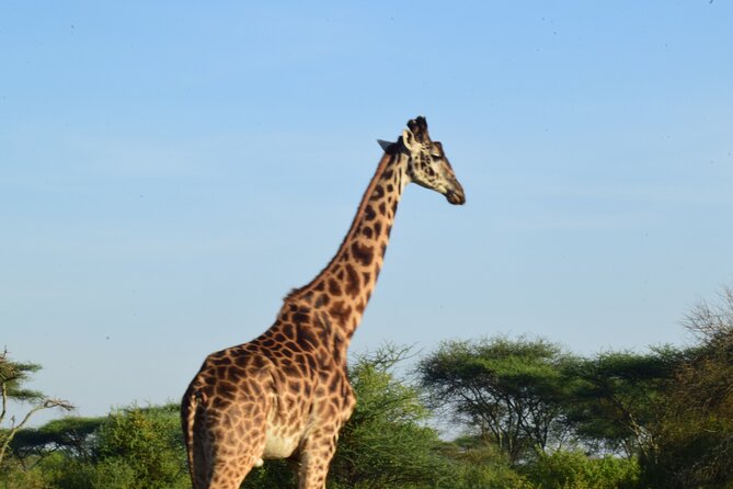 Amazing 4 Days Tanzania Budget Camping Group Joining Safari - Camping, meals, and comfort levels
