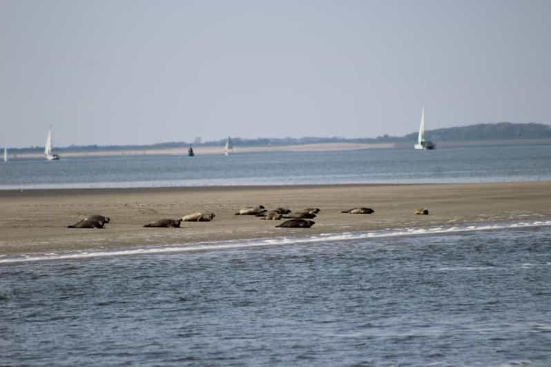Amsterdam: Seal Safari at Waddensea UNESCO Site - Key points at a glance