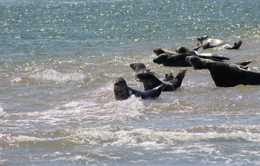 Amsterdam: Seal Safari at Waddensea UNESCO Site - Should you book the Amsterdam seal safari?