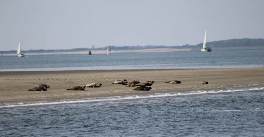 Amsterdam: Seal Safari at Waddensea UNESCO Site - From Amsterdam Central Station to the Waddensea