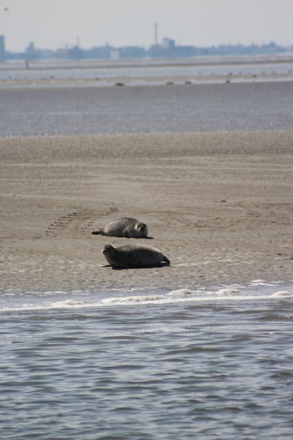 Amsterdam: Seal Safari at Waddensea UNESCO Site - Why the Waddensea matters beyond the seals