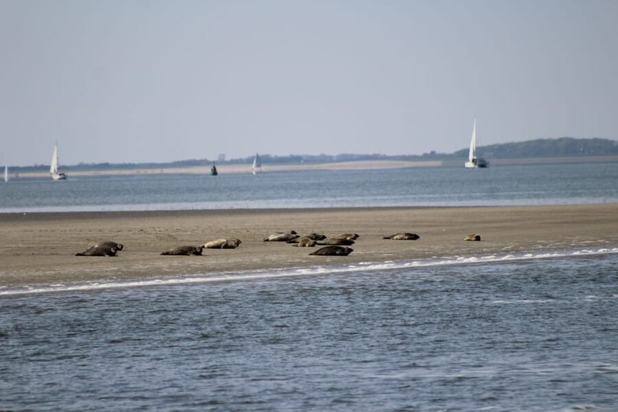 Amsterdam: Seal Safari at Waddensea UNESCO Site - Twisk, a 20-minute village stop