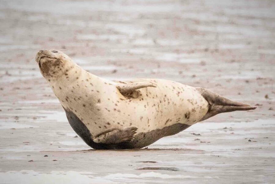 Amsterdam: Seal Safari at Waddensea UNESCO Site - Guides, language, and the small-group feel