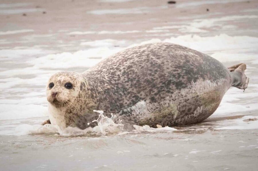 Amsterdam: Seal Safari at Waddensea UNESCO Site - Weather, comfort, and what to pack