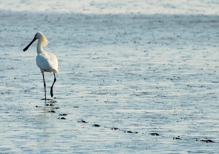 Amsterdam: Seal Safari at Waddensea UNESCO Site - Who will enjoy this outing most