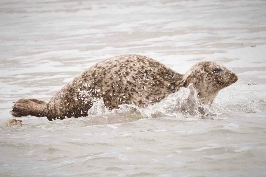 Amsterdam: Seal Safari at Waddensea UNESCO Site - Den Oever and the 2.5-hour seal cruise