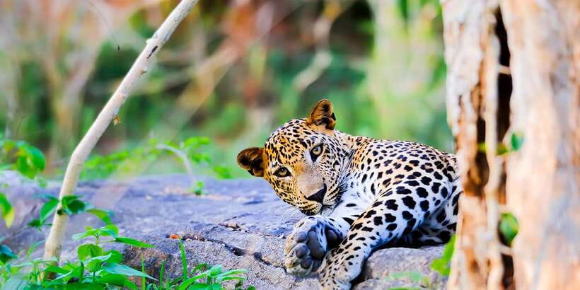 Anuradhapura: Full-Day Wilpattu All Inclusive Private Safari - Key points to know before you book