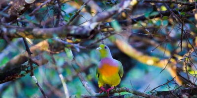 Anuradhapura: Full-Day Wilpattu All Inclusive Private Safari