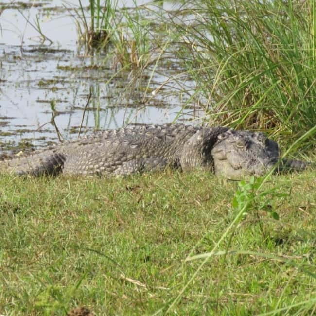 Anuradhapura: Full-Day Wilpattu All Inclusive Private Safari - Searching for leopards among forest and lakes