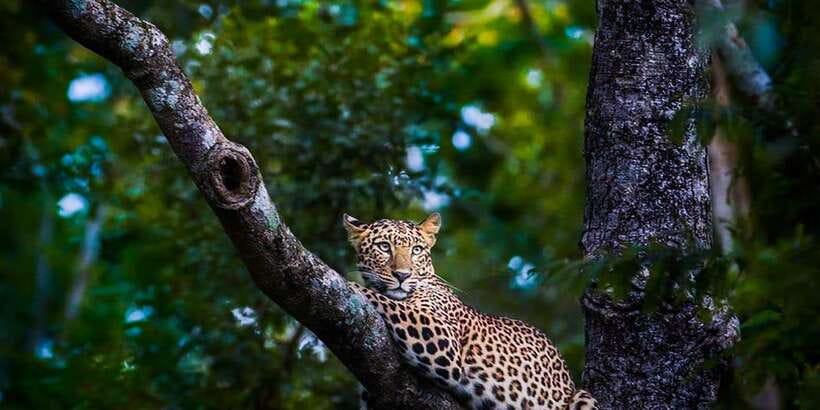 Anuradhapura: Full-Day Wilpattu All Inclusive Private Safari - What else you might see