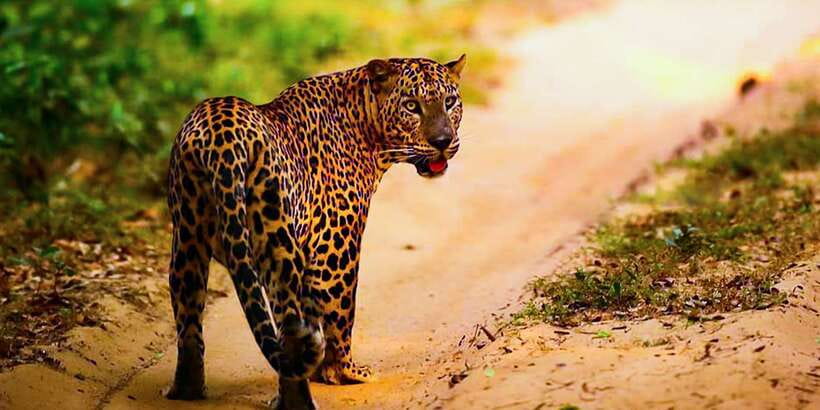 Anuradhapura: Full-Day Wilpattu All Inclusive Private Safari - Is $90 good value?