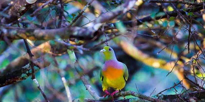 Anuradhapura: Full-Day Wilpattu All Inclusive Private Safari - From Anuradhapura to the park gate