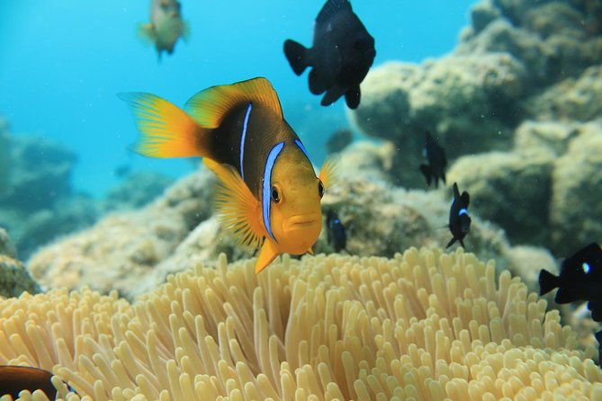Aqua Safari Introductory Helmet Dive (Underwater Walk) - Is $158.76 a fair price?