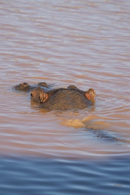 Aquila Game Reserve: Afternoon Safari - Searching for the Big Five across 10,000 hectares