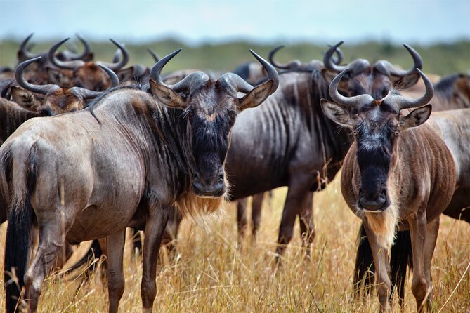 Aquila Game Reserve Safari with Park Fees, Transport & Lunch - Leaving Cape Town around 8 or 9 in the morning