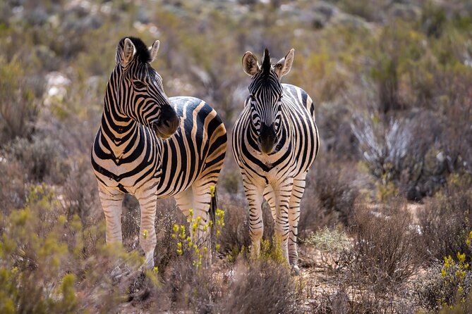 Aquila Game Reserve Safari with Park Fees, Transport & Lunch - Three hours in an open safari vehicle