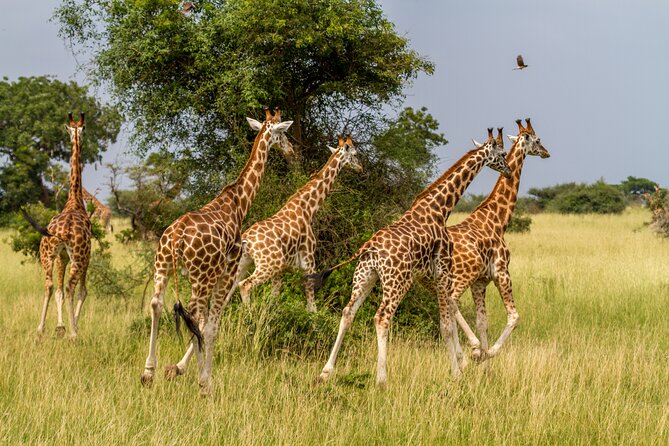 Aquila Game Reserve Safari with Park Fees, Transport & Lunch - What you may see, and what you should not expect