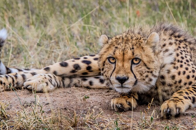 Aquila Game Reserve Safari with Park Fees, Transport & Lunch - The return to Cape Town