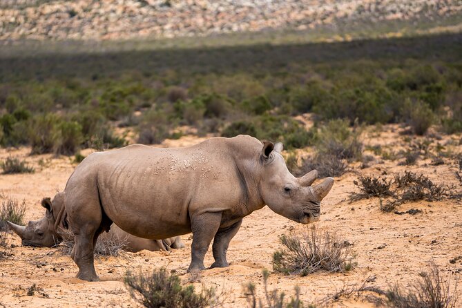 Aquila Game Reserve Safari with Park Fees, Transport & Lunch - How the $238.11 price works in practice
