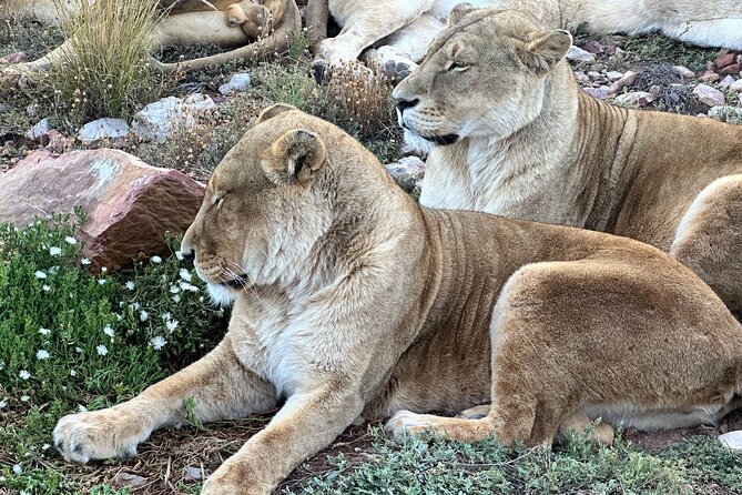 Aquila Game Reserve Safari with Park Fees, Transport & Lunch - Paarl, Worcester, and the Cape fynbos route