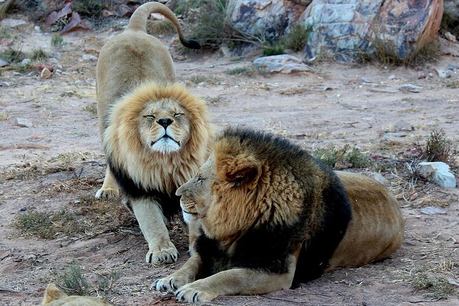Aquila Game Reserve Safari with wine tasting, Transport & Lunch - A Cape Town day that combines vineyards and safari