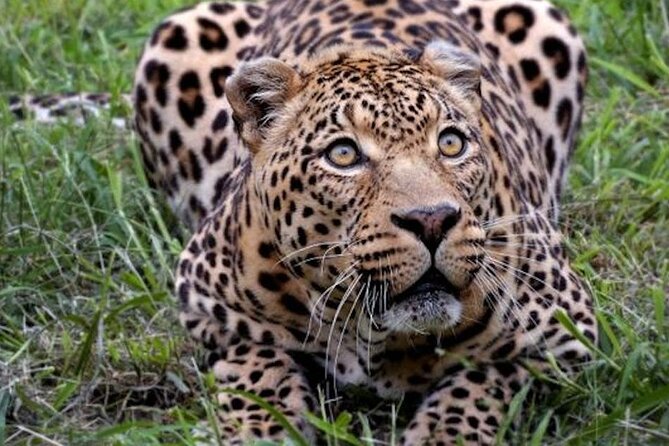 Aquila Game Reserve Safari with wine tasting, Transport & Lunch - Fairview Wine Estate: five tastings with local cheese
