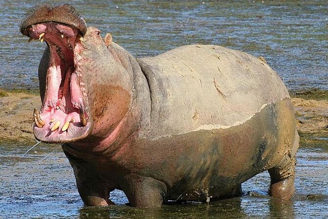 Aquila Game Reserve Safari with wine tasting, Transport & Lunch - Lunch before the open 4x4 drive