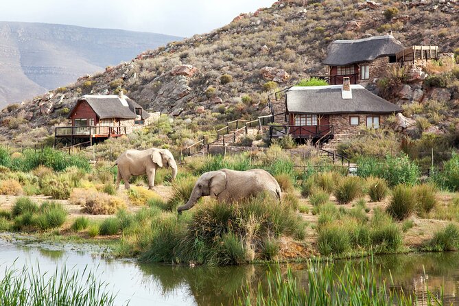 Aquila Game Reserve Safari with wine tasting, Transport & Lunch - Three hours looking for the Big Five