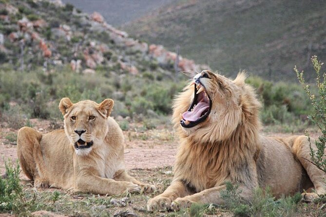 Aquila Game Reserve Safari with wine tasting, Transport & Lunch - Who will get the most from this safari