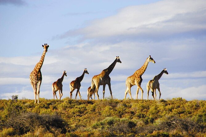 Aquila Game Reserve Safari with wine tasting, Transport & Lunch - Booking details worth checking before you pay