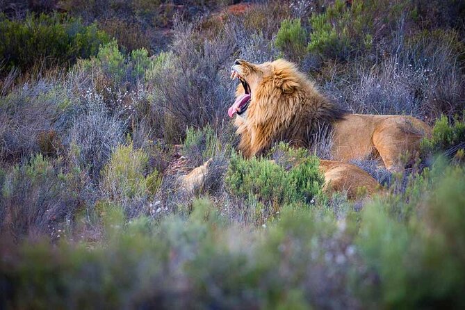 Aquila Game Reserve Safari with wine tasting, Transport & Lunch - The extra Aquila fee changes the value