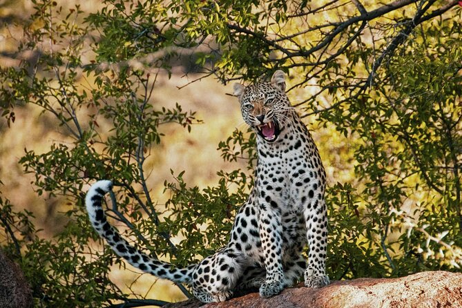Aquila Game Reserve Sunset Safari - The Cape Town Pickup and 12:00 Start