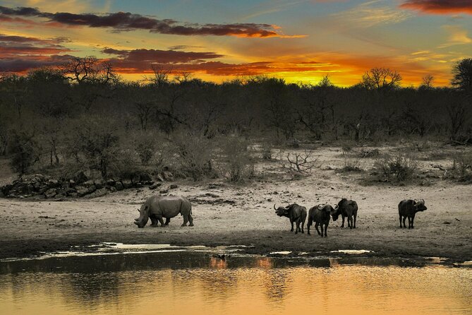 Aquila Game Reserve Sunset Safari - The Big Five and What You May See