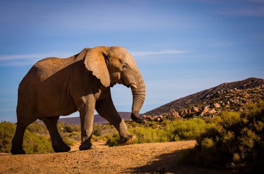 Aquila Private Game Reserve: Sunset Safari with Entry Fee - Key points to know before you book