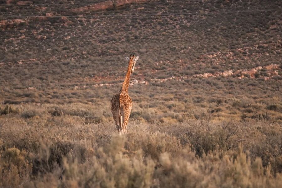Aquila Private Game Reserve: Sunset Safari with Entry Fee - Arriving by 3 PM at the reserve