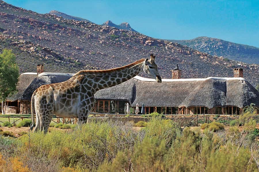 Aquila Reserve: Private Day Tour with Shared Game Drive - Key points to know before booking