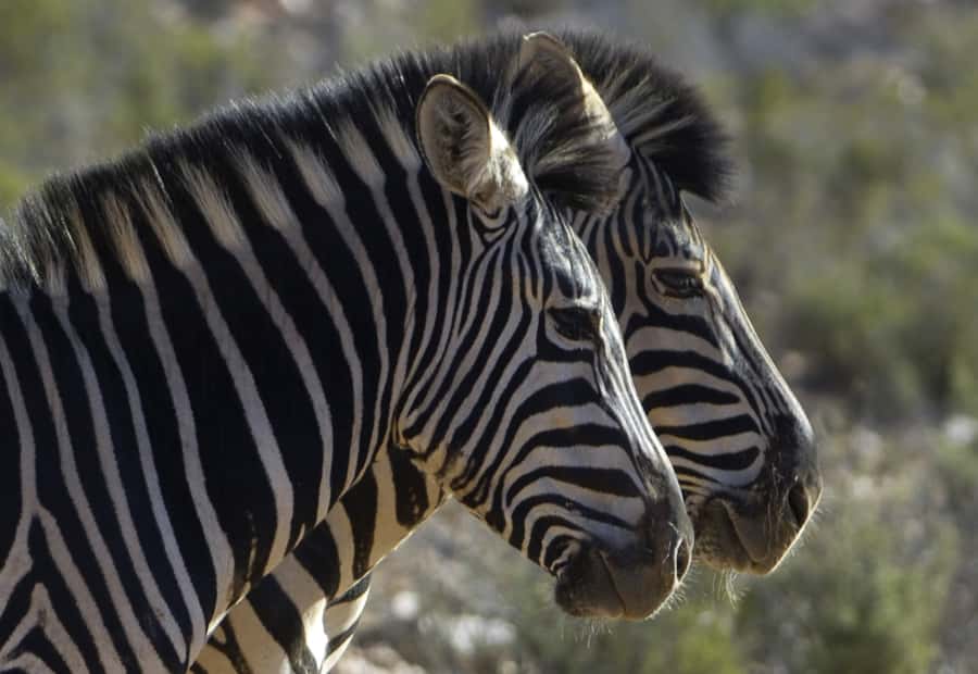 Aquila Reserve: Private Day Tour with Shared Game Drive - Should you book Aquila Reserve?
