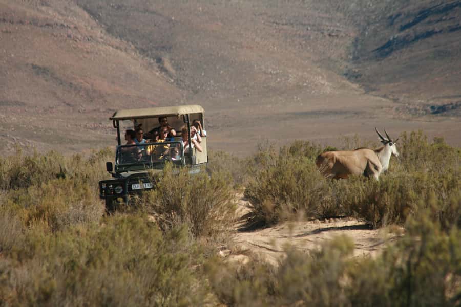 Aquila Reserve: Private Day Tour with Shared Game Drive - From Cape Town to Aquila Private Nature Reserve
